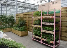 Alfresco is a new concept for the hobbyvegetables and herbs of Beekenkamp. The concept was introduced last year and according to Sirekit, the demand is very high.